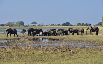 Elephant herd